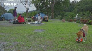 11 森林爬樹「趣」處處是驚喜