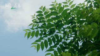 第5集 初相遇！你好