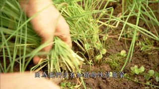 第132集 淘菜夢