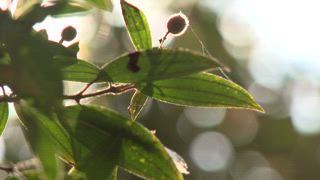 第140集 梅香的築餐