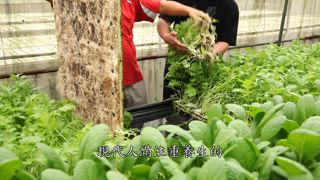 第145集 阿嬤古早味