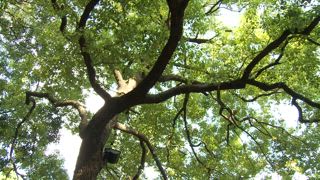 第178集 阿里巴巴的魔法料理