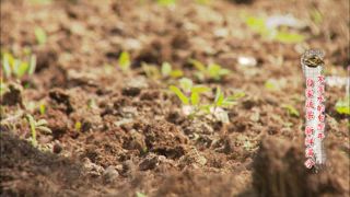 第136集 牛脾氣真滋味