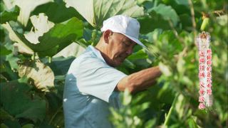 第160集 總鋪師的蓮花奇蹟