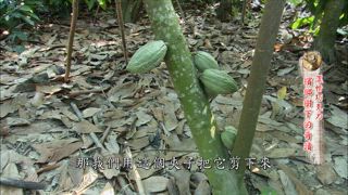 第26集 濃情巧克力