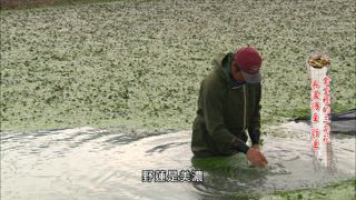 第96集 食堂裡的三朵花