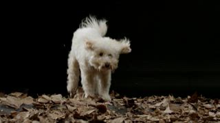 第2集 累得像條狗