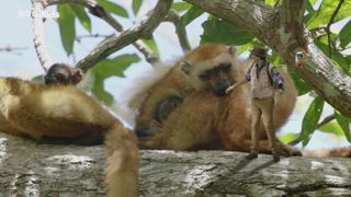 第10集 藍眼黑狐猴 