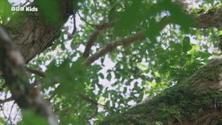 第6集 紅毛猩猩