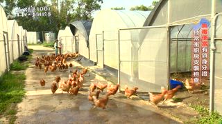 第648集 吹毛求疵求食安 便當王 蔬食包王認真不嫌累