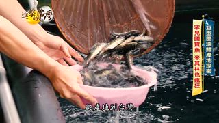第578集 老兵傳承「15元半煎炸水煎包」日賣上千顆！宜蘭國寶級墨瑞鱈「口感媲美干貝」米其林主廚也愛不釋手？！