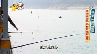 第585集 嘉義曾文水庫「砂鍋魚頭」肉質鮮美比臉盆還大鍋！關子嶺「爆汁竹竿雞」雞油狂滴連韓國女團Apink都來朝聖？