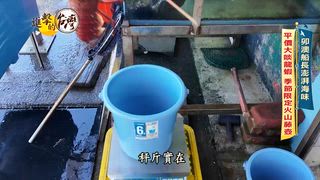 第591集 當季尚青平價「蒜泥龍蝦」饕客回頭率百分百！卯澳漁港季節限定「火山藤壺」澎湃鮮爆整桌！