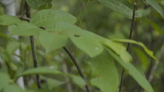 第14集 森林薩滿 能相見嗎？