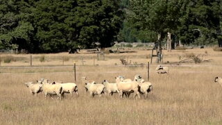 第12集 為了滿足Suzuki Kimi獻出第一次