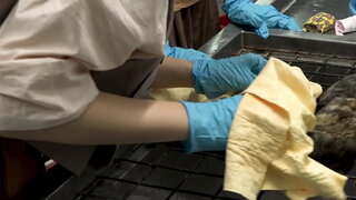 第5集 寵物善終
