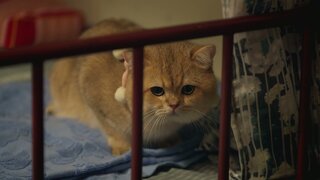 第10集 蝦餃燒賣關注組