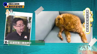 第7集 狗隻內分泌疾病－庫欣氏症候群