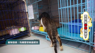 第8集 貓奴長知識 貓瘟 vs 貓流感