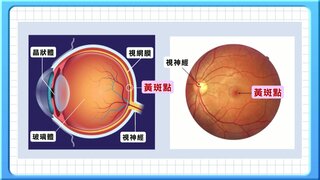 第62集 黃斑病變
