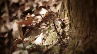 第8集 「弄玉」的過去