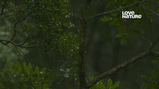 第3集 參天巨木