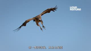 第4集 叛獅反擊戰