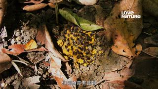 第1集 捲尾猴的故事