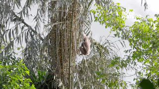 第1集 長臂猿成人禮