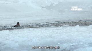 第3集 喜馬拉雅種馬