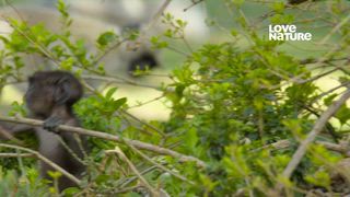 第8集 廟猴大逃亡