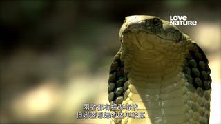 第9集 眼鏡王蛇之后