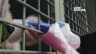 第9集 明猩日記