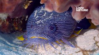 第5集 科蘇梅爾島