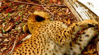第5集 小獵手