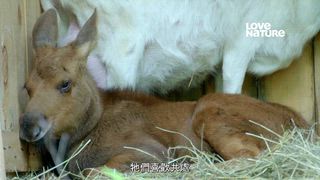 第7集 育嬰