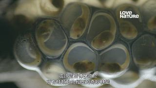 第2集 神奇蛙