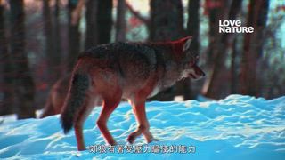 第2集 人類的影響