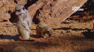 第5集 社會性動物