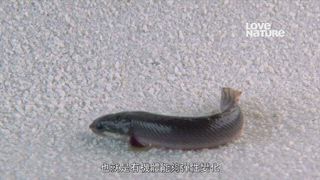 第6集 古老血統