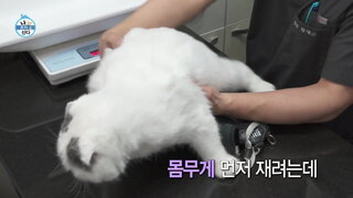 20240412期 上集(安宰賢、李柱昇)