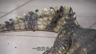 第17集