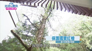 10 阿里山櫻花季