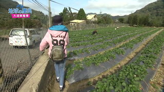 39 大湖草莓季