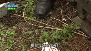 05 客家桐花季
