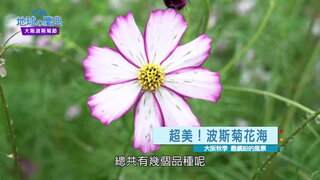 55 大阪波斯菊節