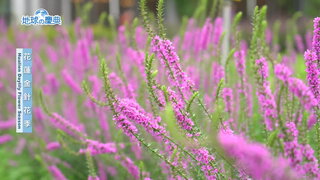95 花蓮金針花季