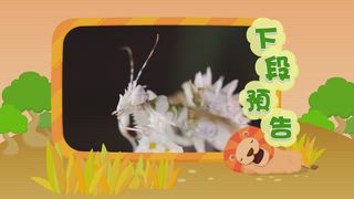 第1集 螳螂