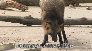 第12集 狐狸