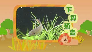 第9集 鬥魚